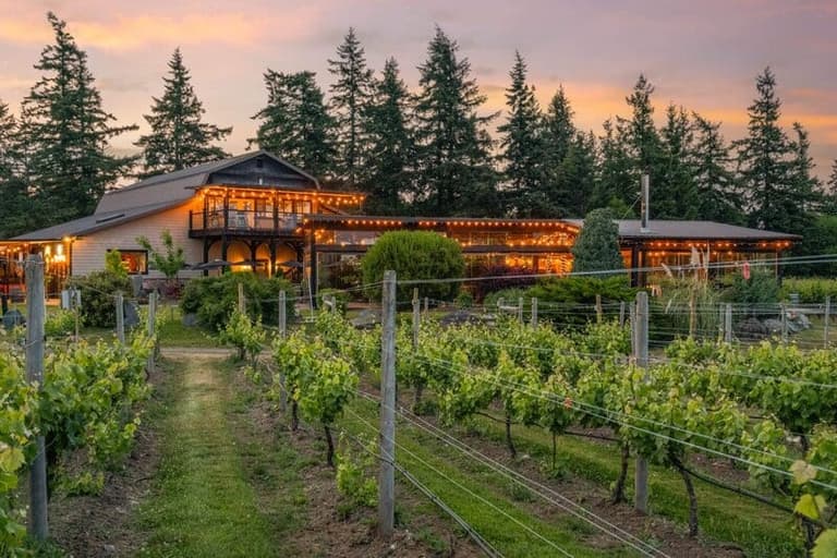 Vineyard rows at dusk leading to 40 Knots Winery